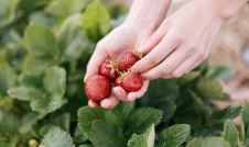 person picking strawberries