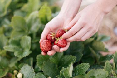 person picking strawberries