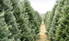 Christmas Tree Farm